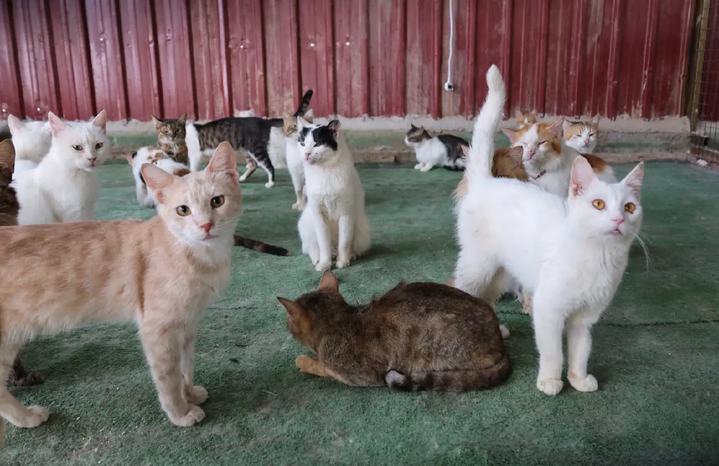 Mystery deepens after hundreds of cat deaths in South Korea