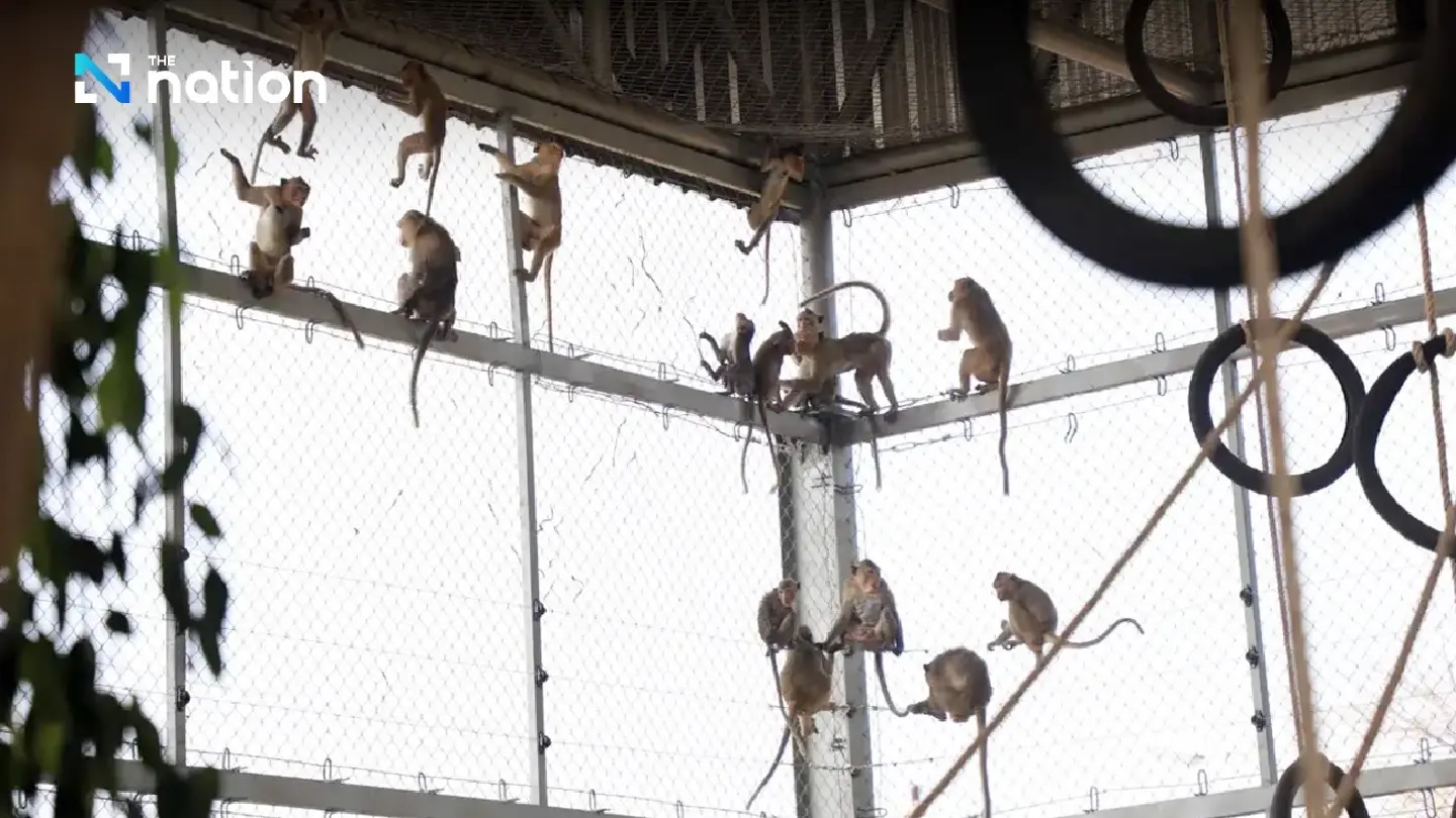 First batch of 27 Lopburi macaques coming to terms with their new home First batch of 27 Lopburi macaques coming to terms with their new home