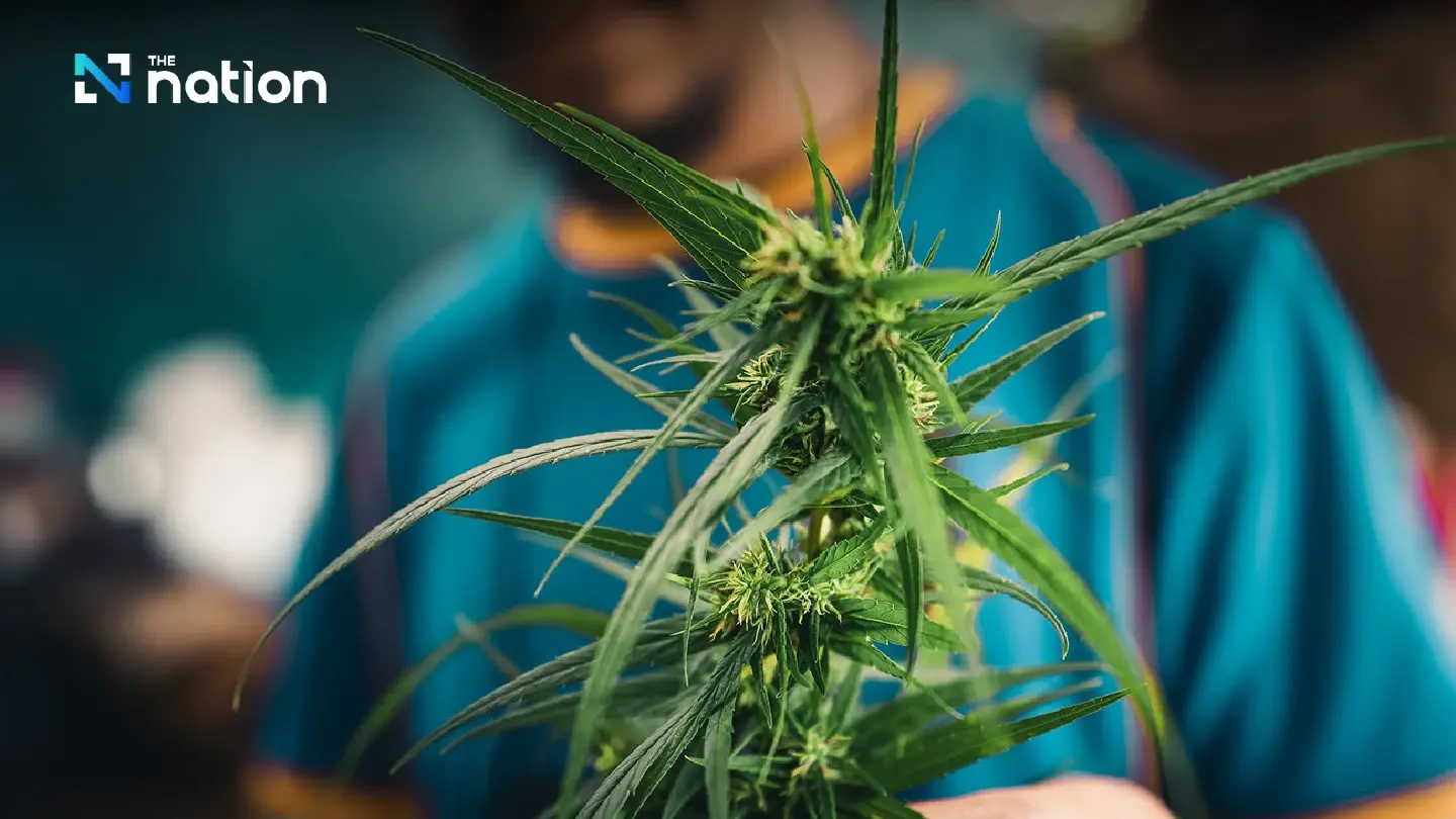 More than 60% Thais support relisting marijuana as a drug: NIDA poll