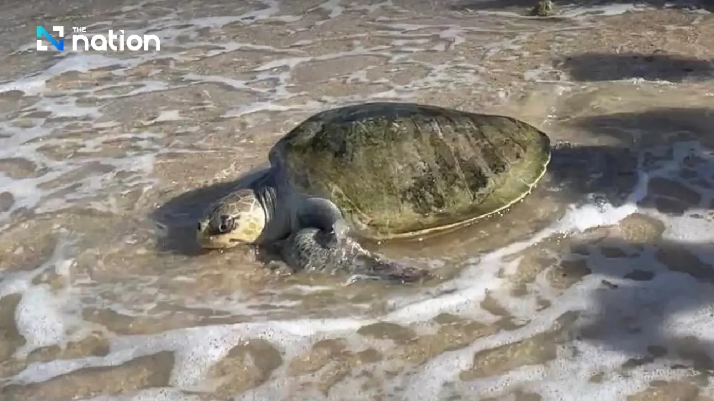 Thais urge to help save endangered sea turtles in local waters