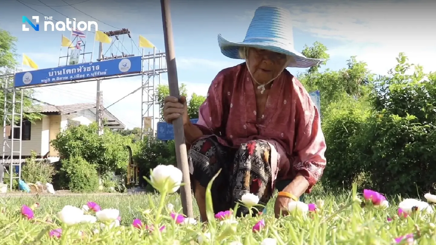 Buri Ram roads ablaze with blooms thanks to sensational Grandma Jiew