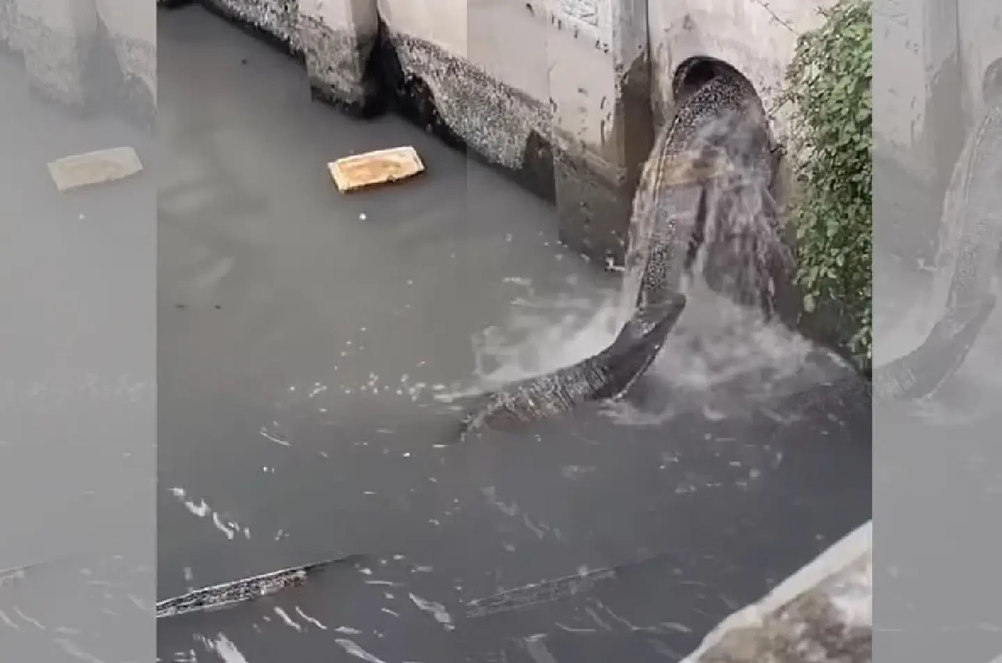 Monstrous monitor lizards crawl into Bangkok sewage pipe, need a push!