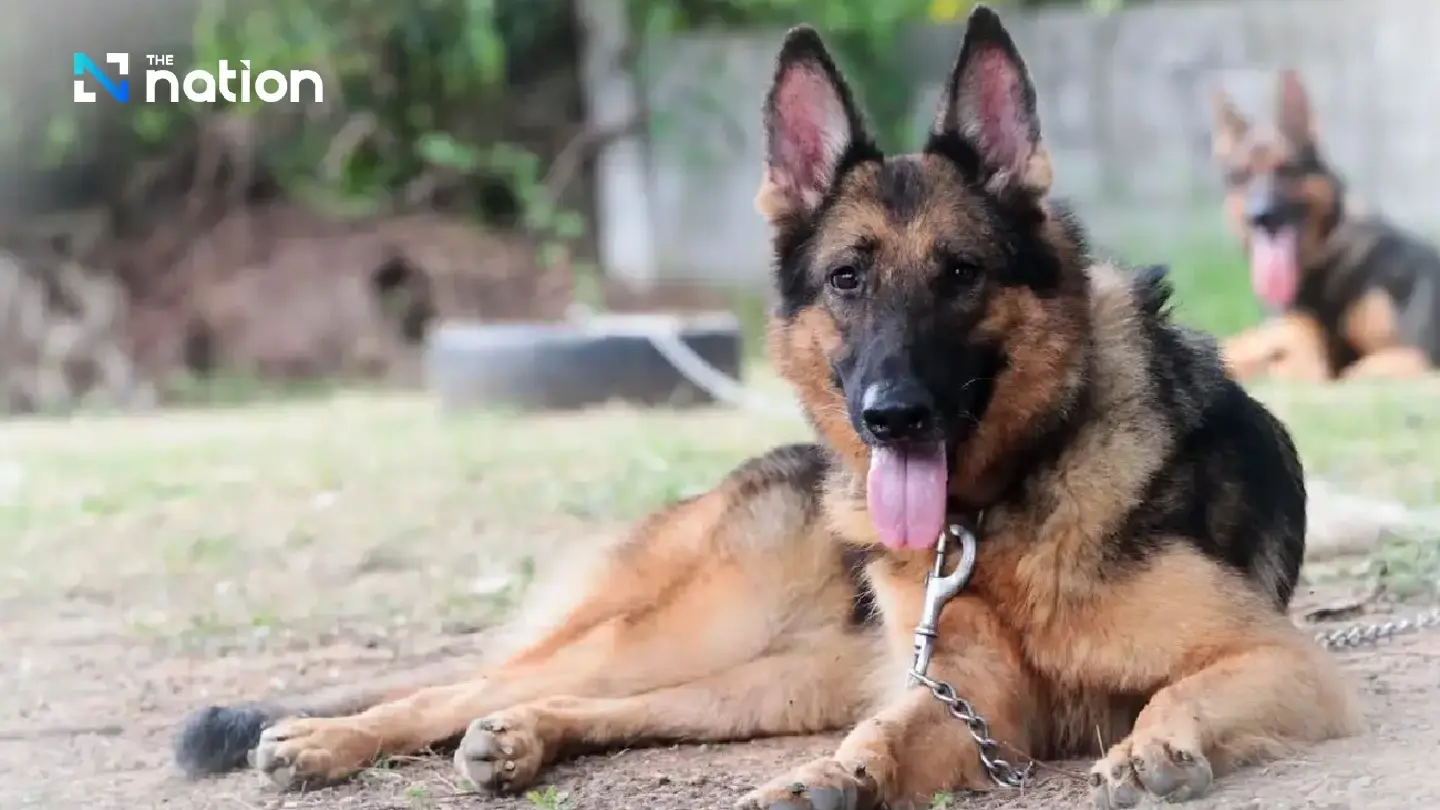 Military gets ready to auction off 66 dogs next week