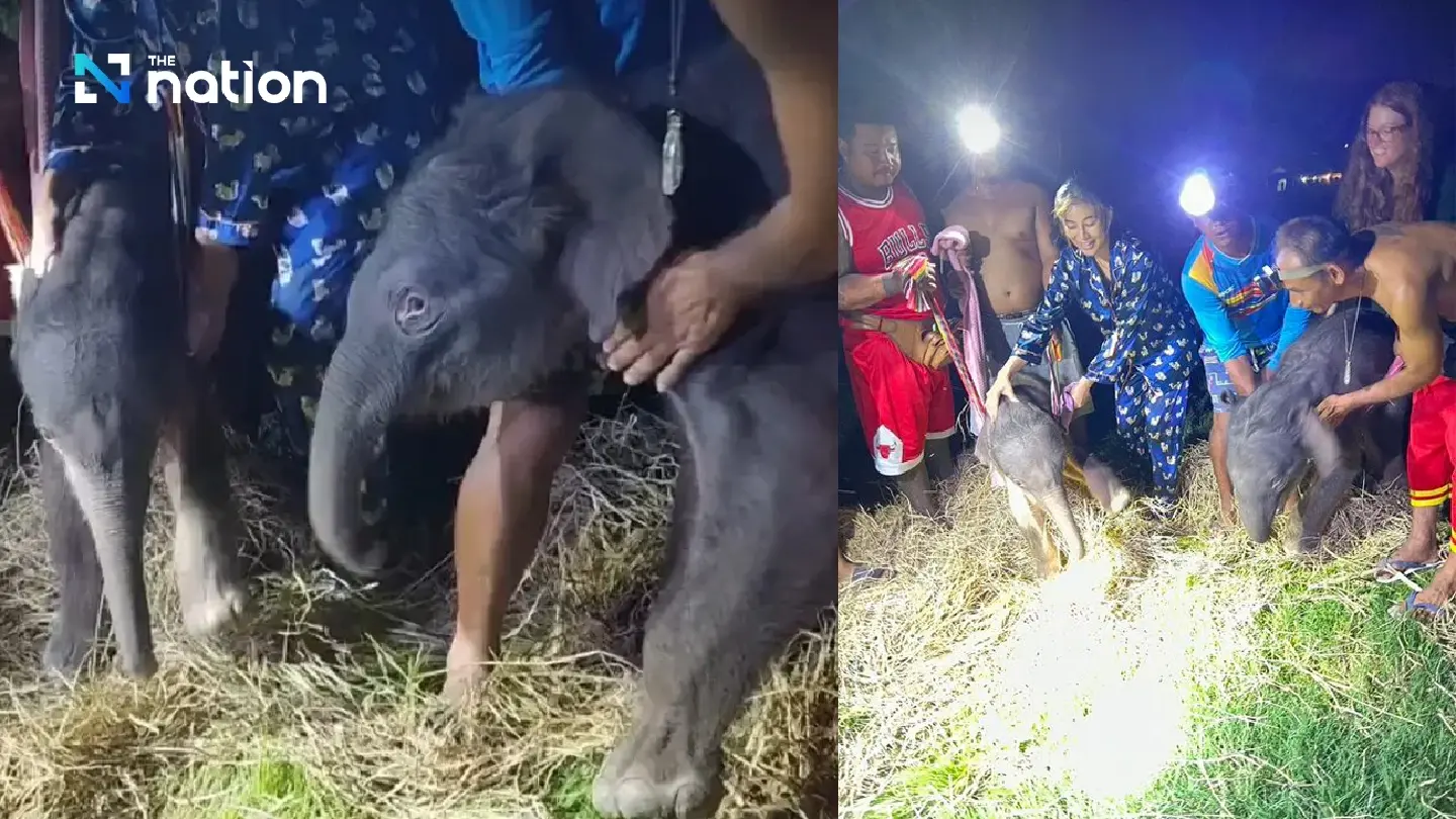 Elephants born in Ayutthaya may be first-ever male and female twins Elephants born in Ayutthaya may be first-ever male and female twins