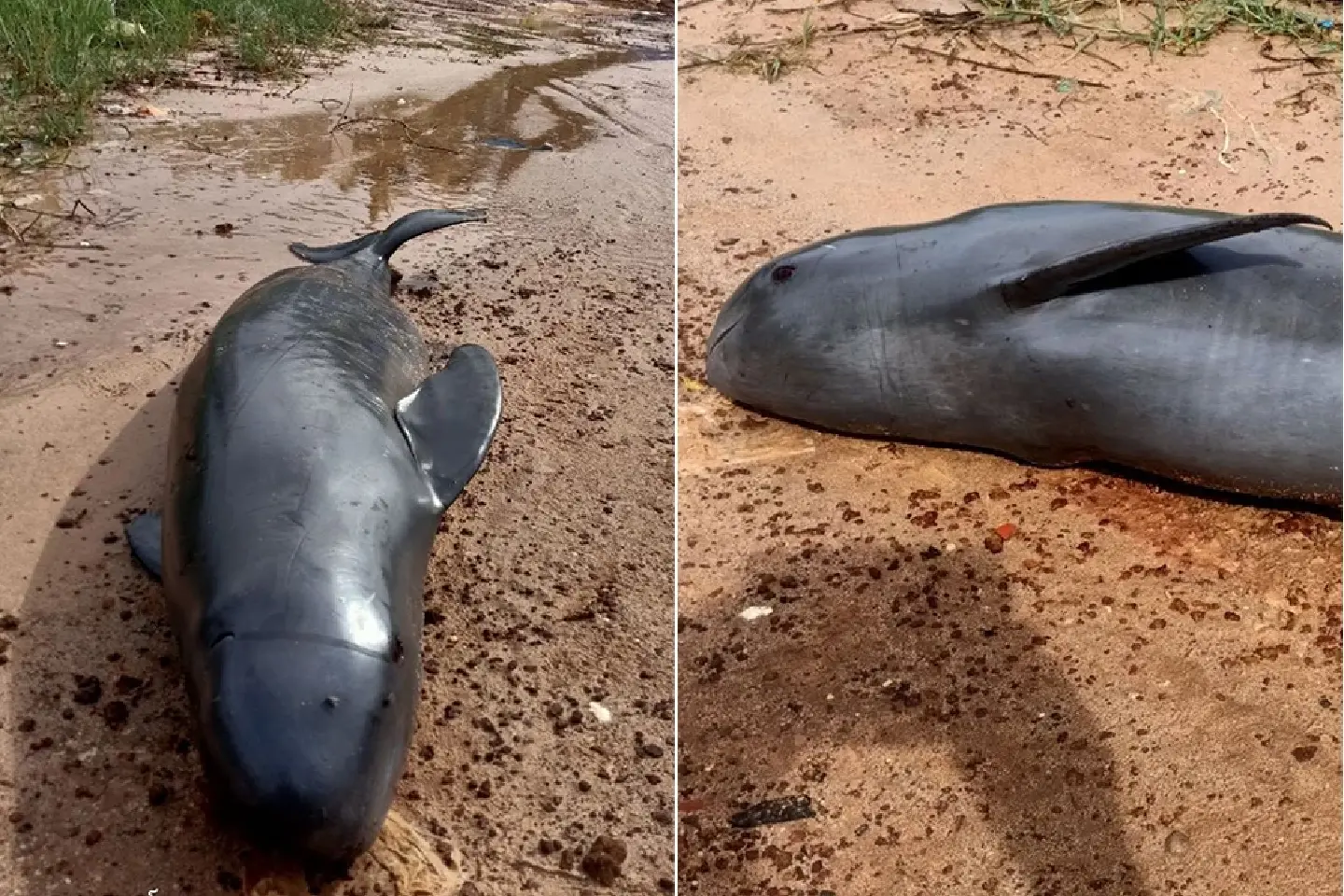 First finless dolphin recorded in Cambodian waters dies in fishing net