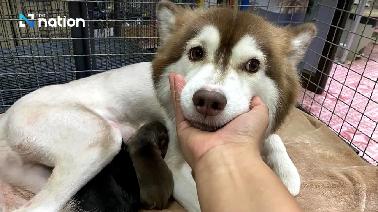 Internet sensation Siberian husky gives birth to 3 pups at new home
