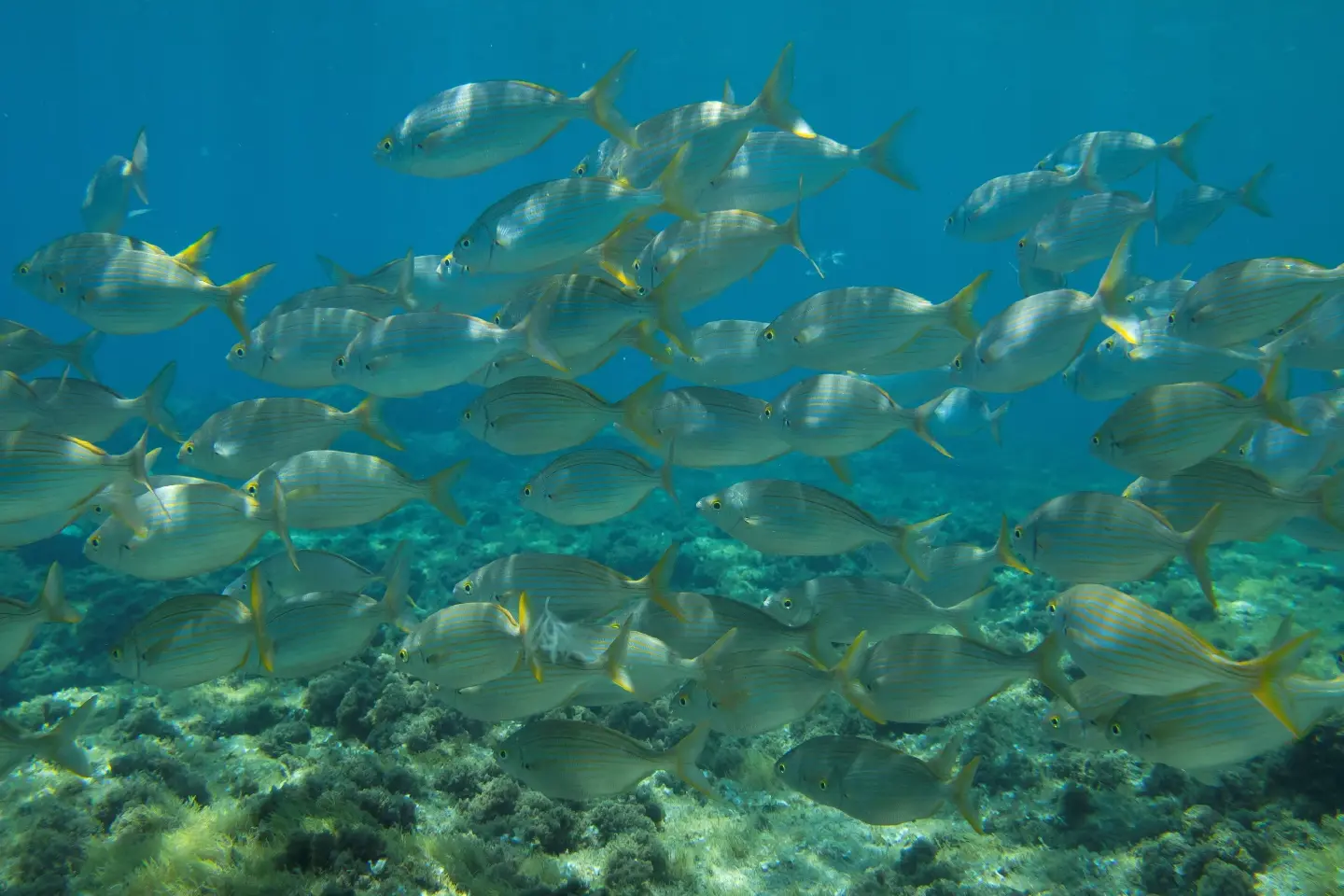 Southeast Asia leads in microplastic intake; Indonesians consume 15g monthly