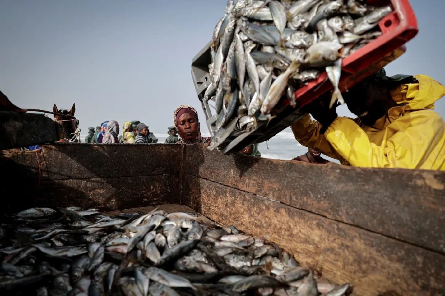 UN: 2022 saw farmed aquatic animals surpass wild catch for first time