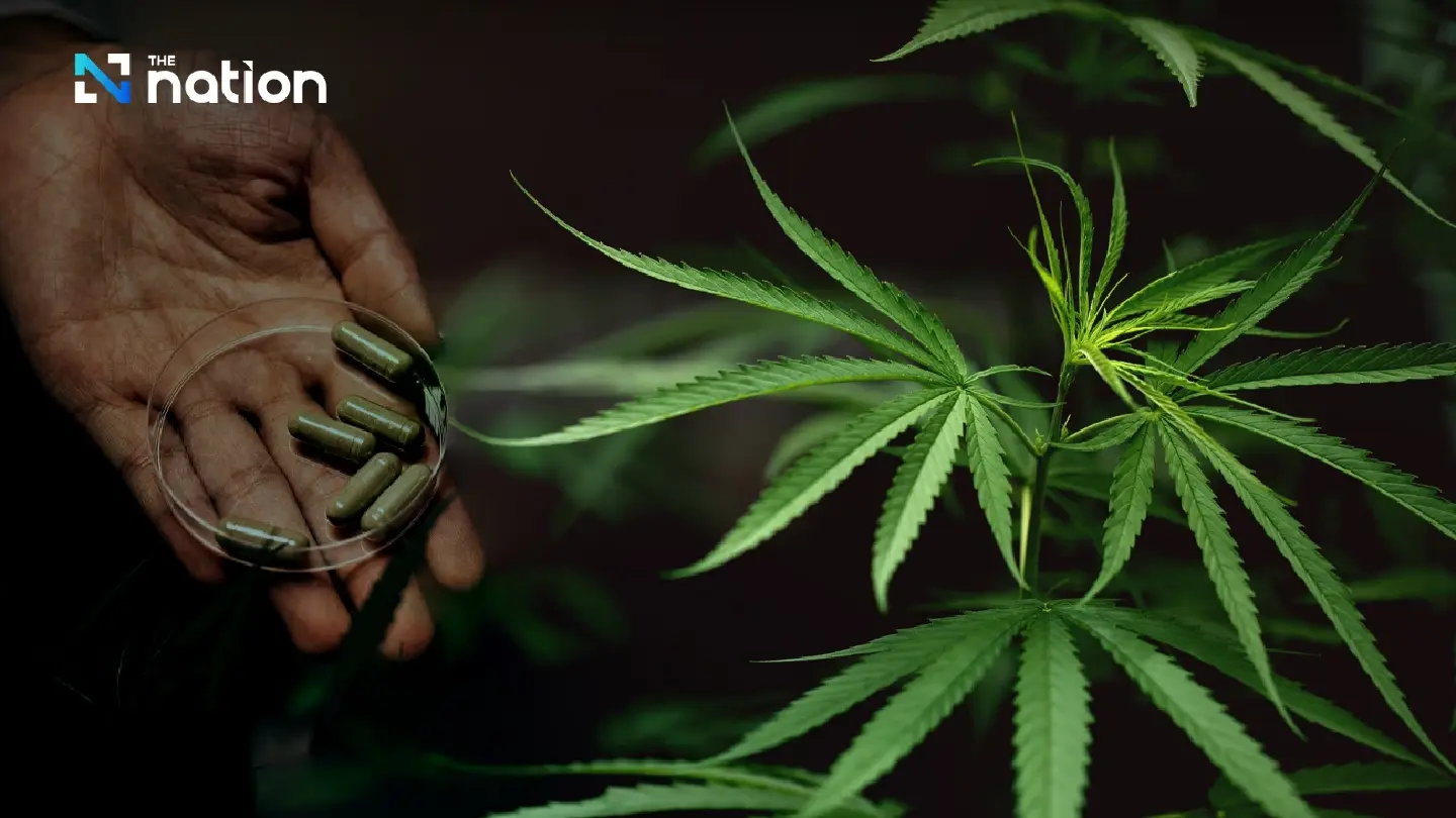 ‘Investors to lose THB10 bn if cannabis, hemp relisted as narcotics’ ‘Investors to lose THB10 bn if cannabis, hemp relisted as narcotics’