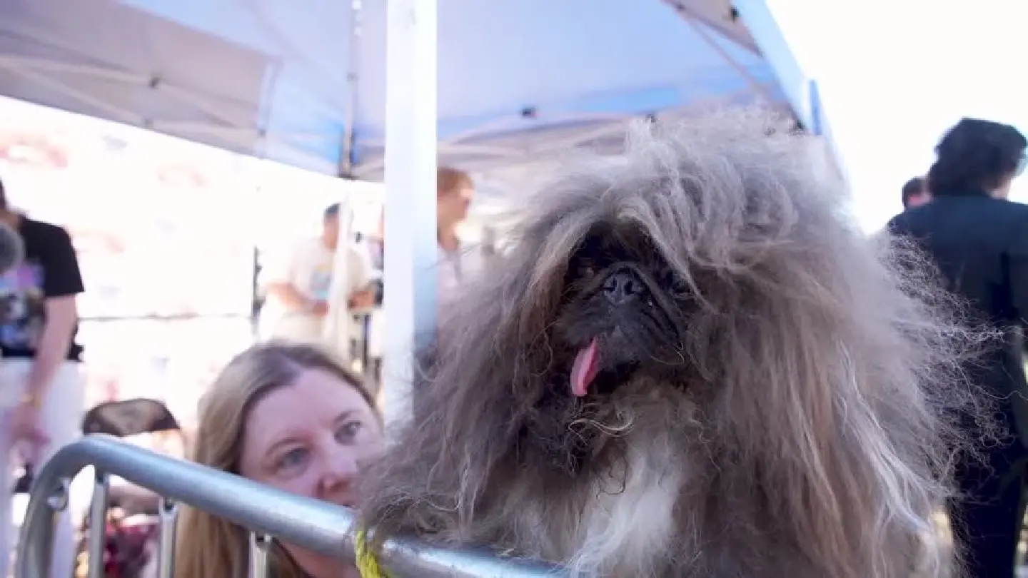 Pekingese named Wild Thang wins world's ugliest dog contest