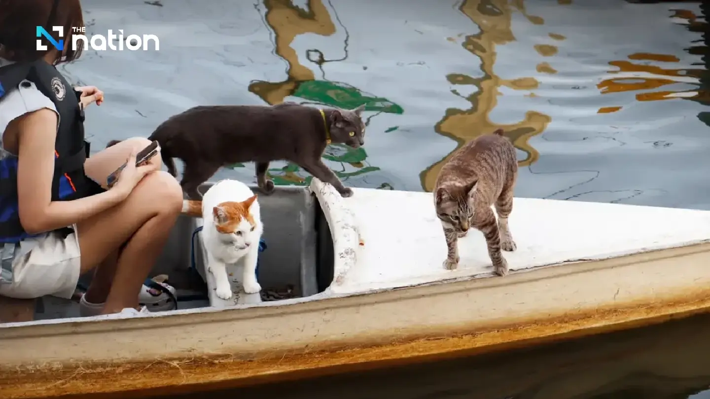 A Bangkok guesthouse offers the joy of a boat ride with cats on board