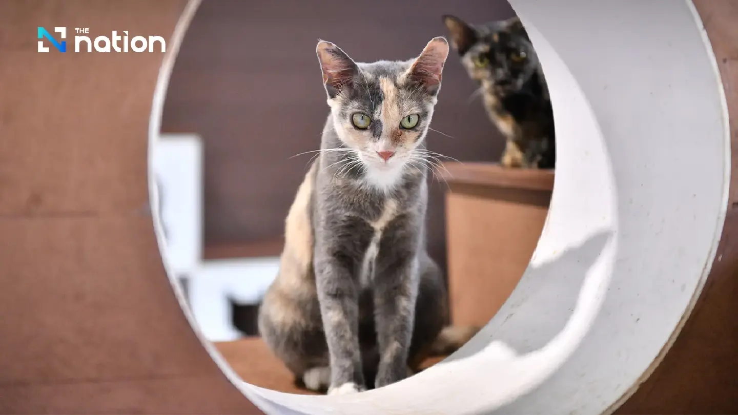 BMA puts stray cats up for adoption at BKK Expo 2024 BMA puts stray cats up for adoption at BKK Expo 2024