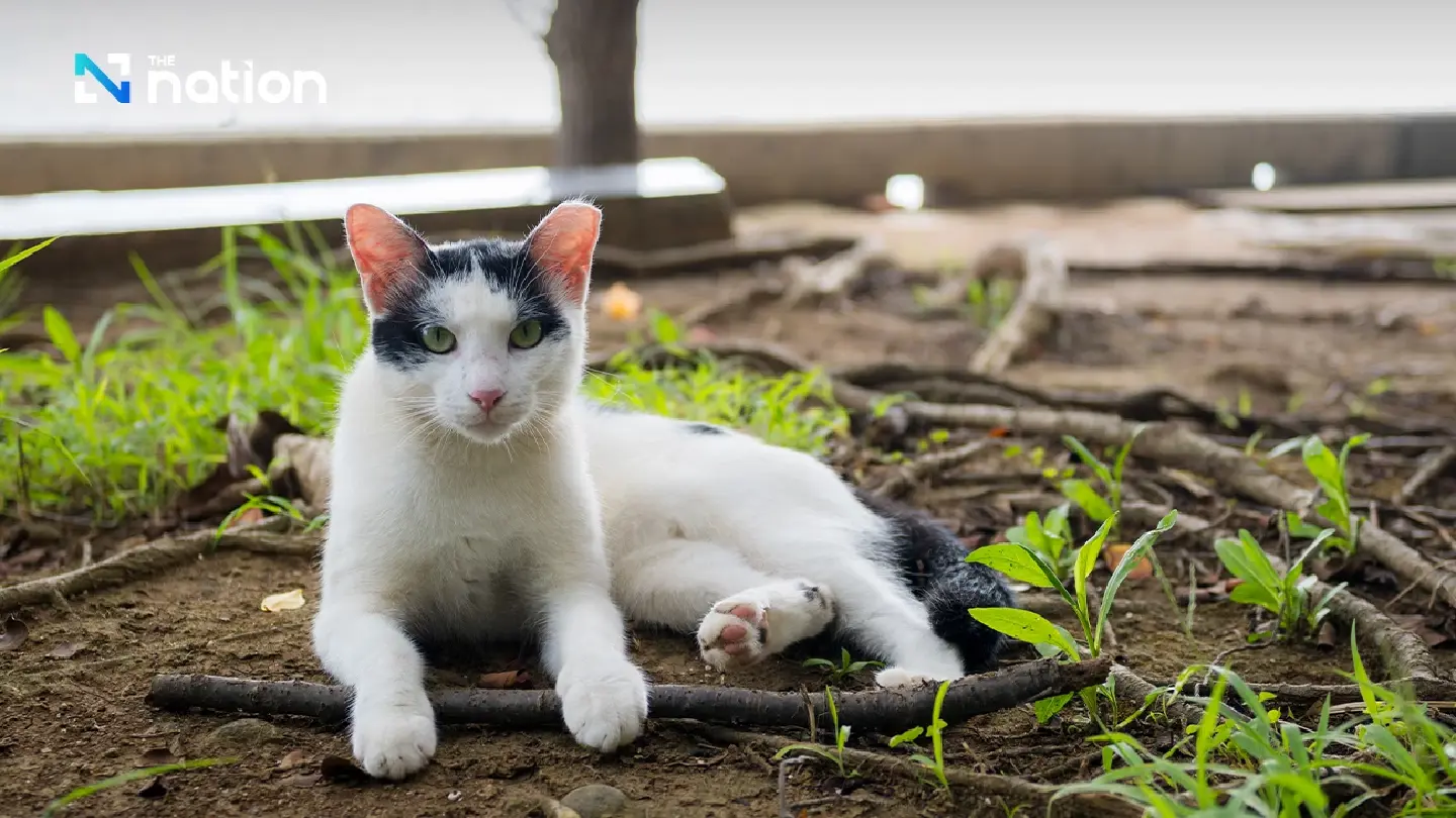 “Cat Urine Test Kit” for fast early detection of kidney disease, gallstones