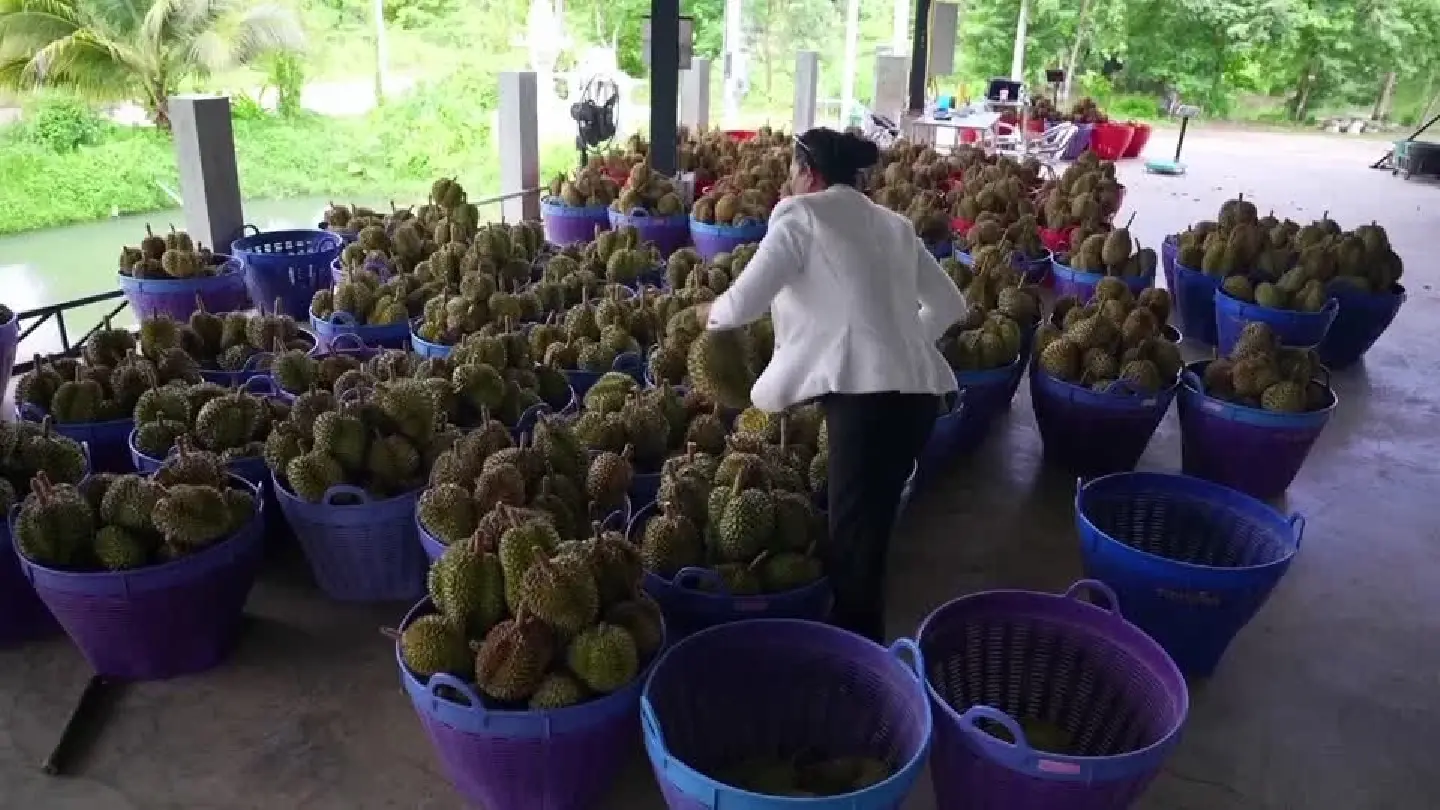 China’s growing love of durians turns Thai farmers into millionaires China’s growing love of durians turns Thai farmers into millionaires