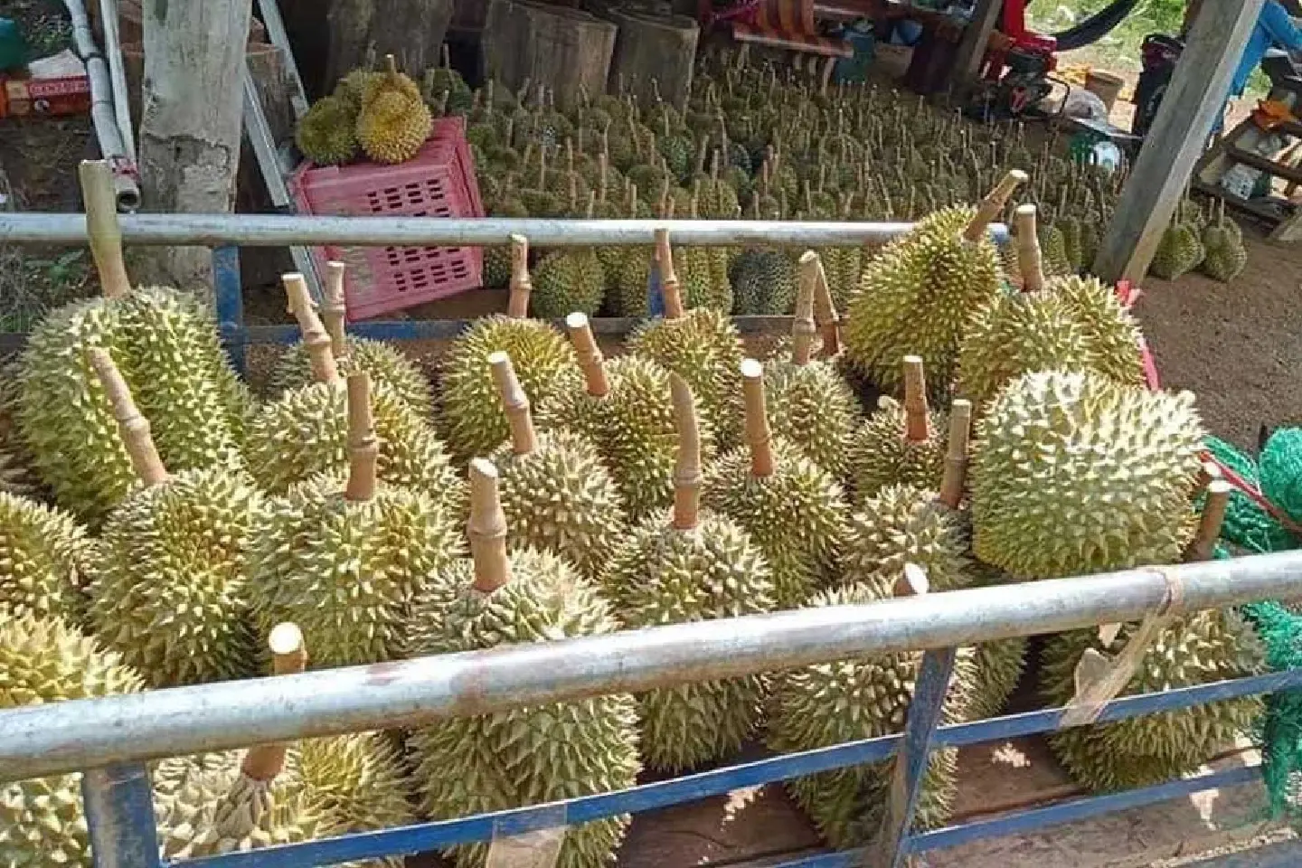 Fishy business in Cambodian durian markets! Fishy business in Cambodian durian markets!