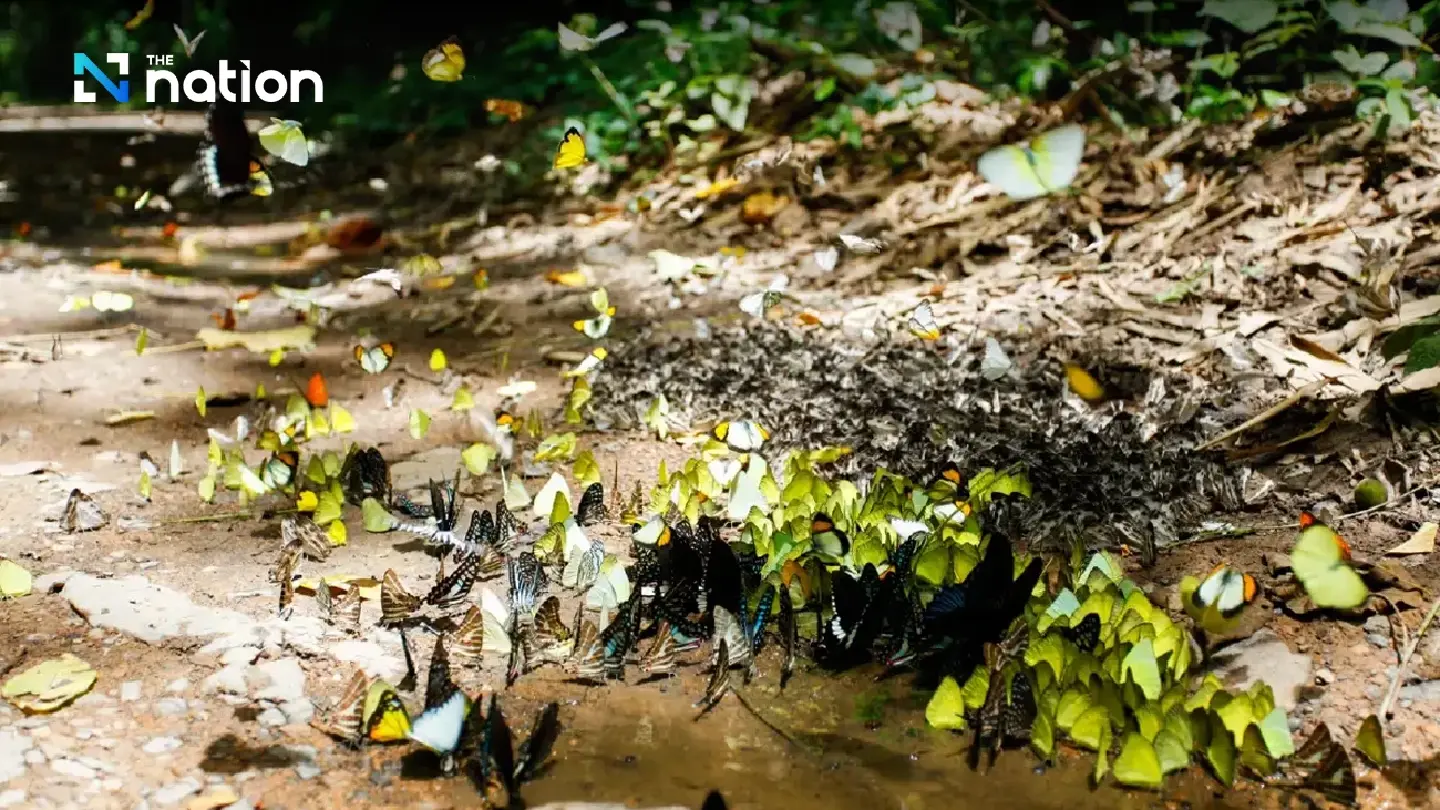 Tourists flock to Kaeng Krachan National Park on Queen’s birthday