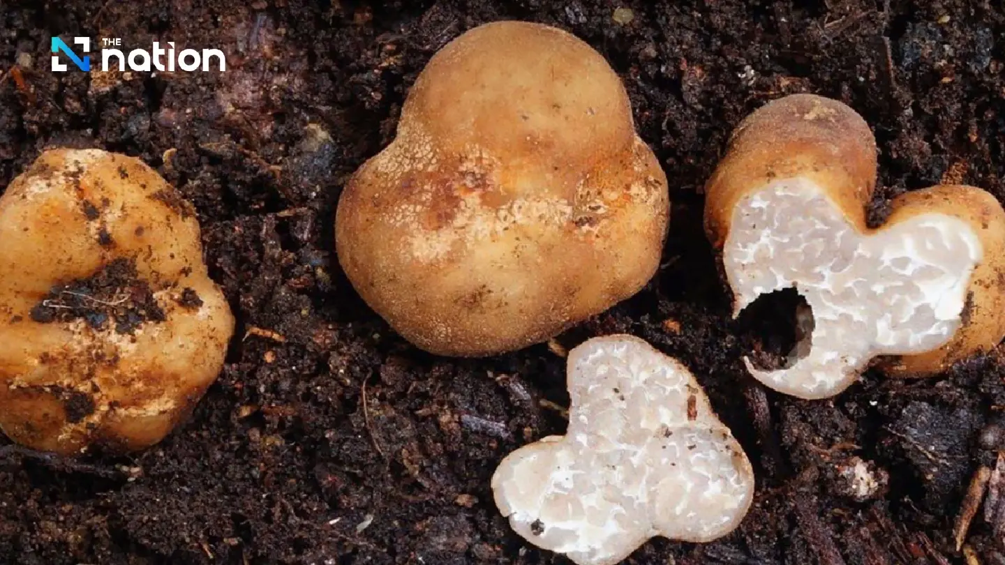 Thailand has its own truffles, Chiang Mai researchers find