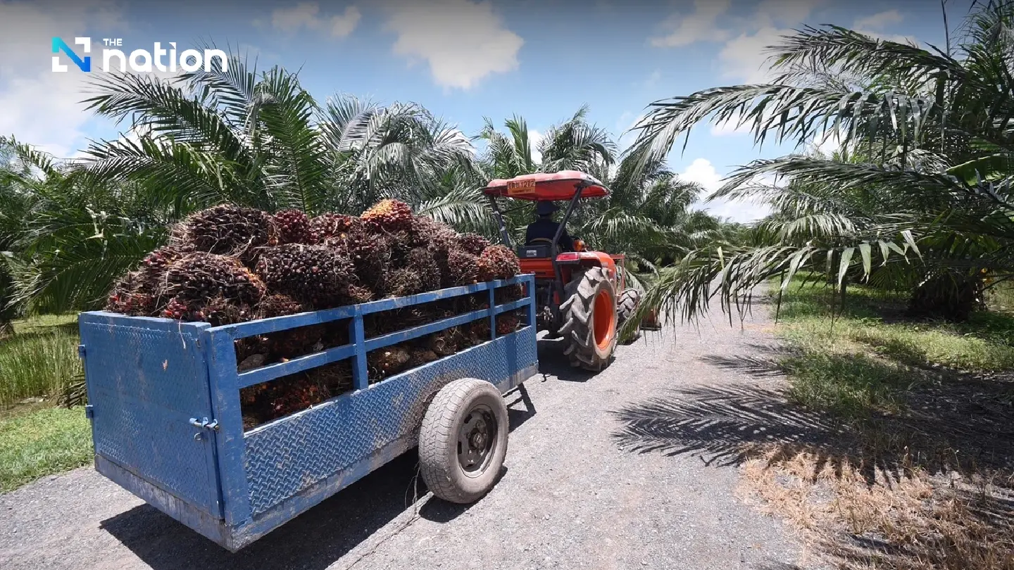 Bangchak Ready to Buy B100 at Standard Price, Stabilizing Palm Oil Market Bangchak Ready to Buy B100 at Standard Price, Stabilizing Palm Oil Market
