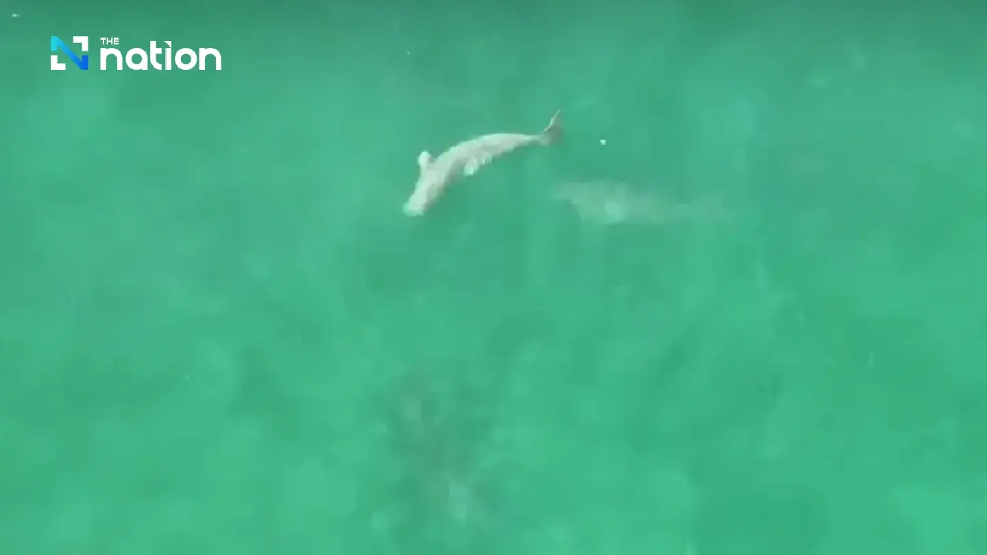 Herd of 30 dugongs spotted in Trang national park Herd of 30 dugongs spotted in Trang national park