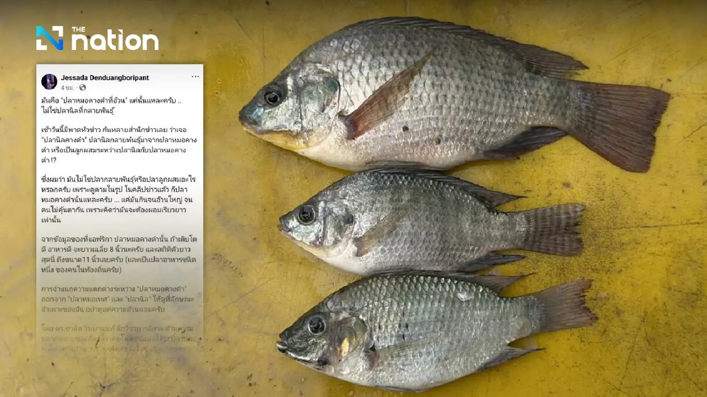 There are no blackchin mutants in Thai waters, says scientist There are no blackchin mutants in Thai waters, says scientist