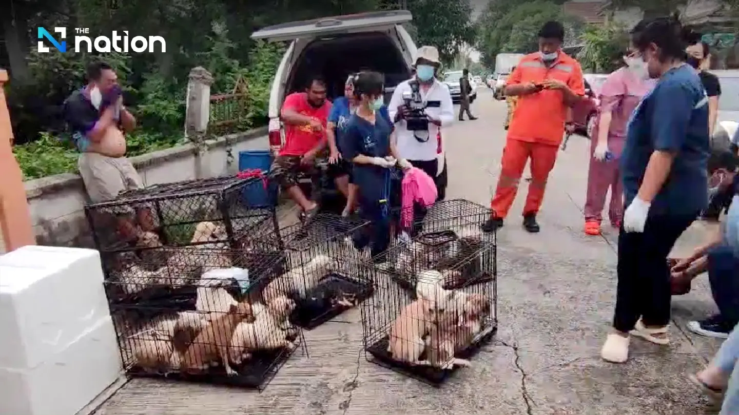 28 starving dogs eat dead owner’s leg in Bangkok house 28 starving dogs eat dead owner’s leg in Bangkok house