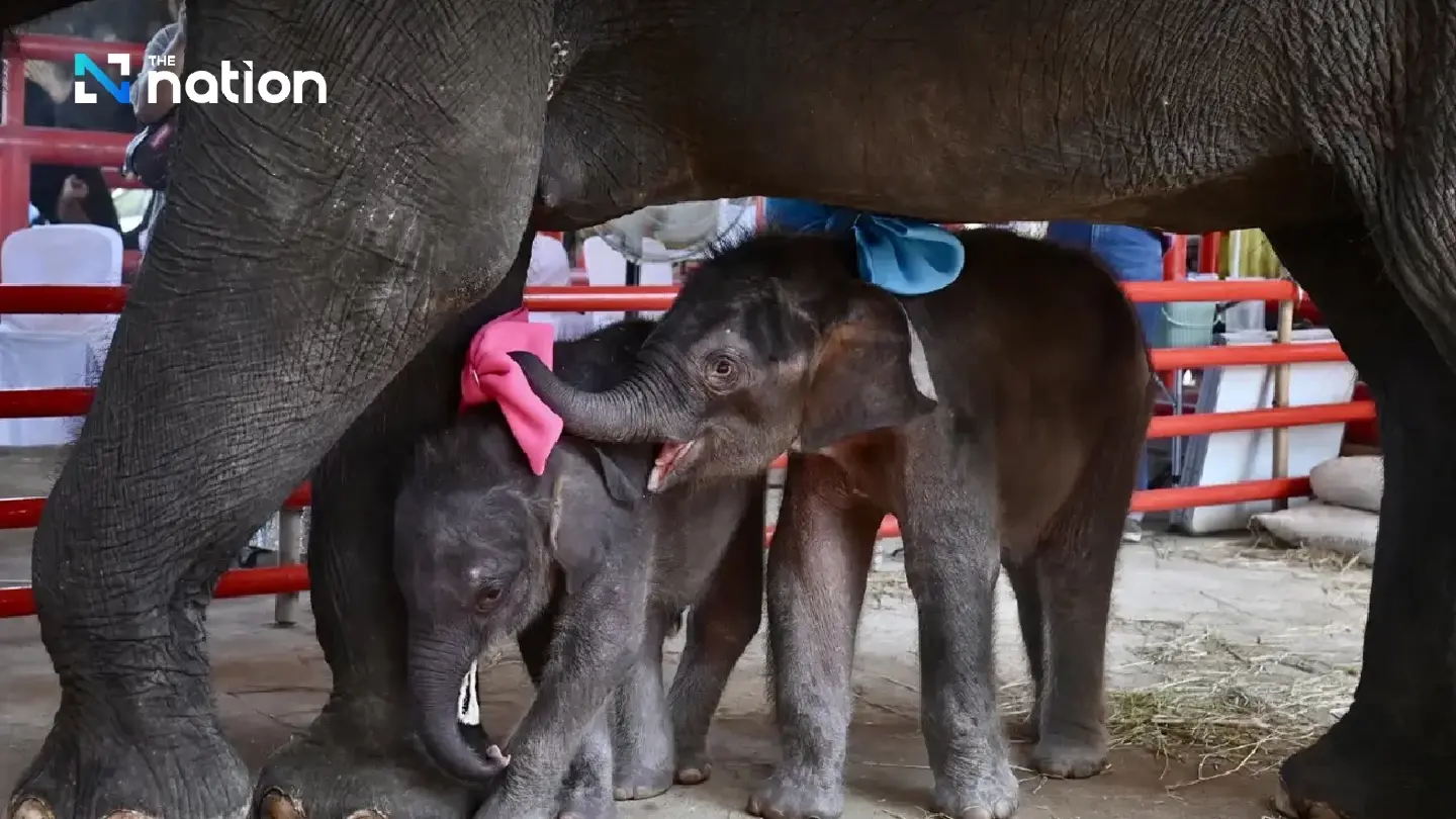 Baby twin elephants receive blessings from monks