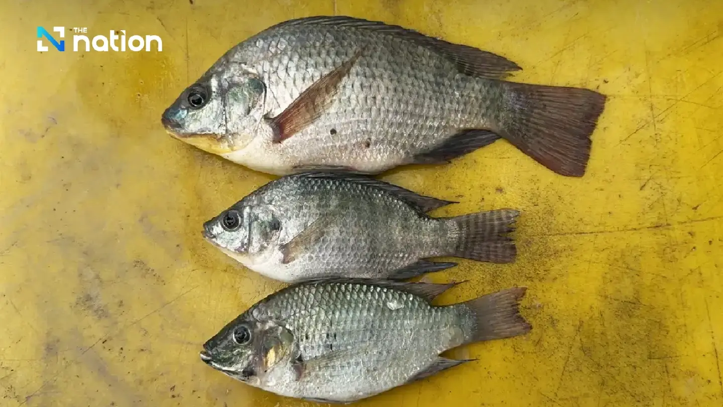 Investigation urged over suspected mutation of alien fish in Samut Prakan Investigation urged over suspected mutation of alien fish in Samut Prakan
