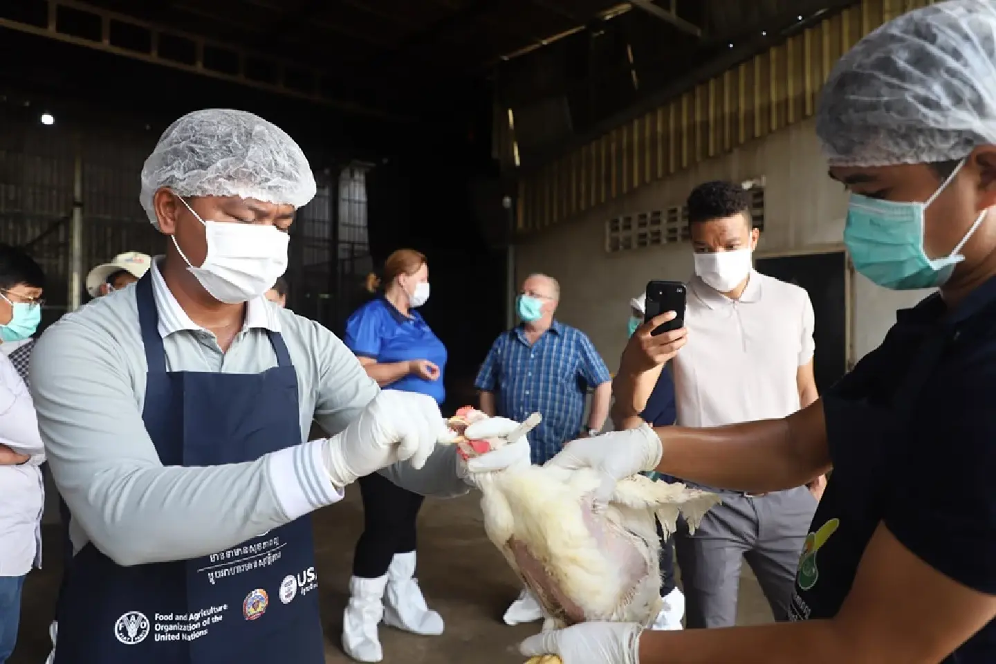 FAO urges Cambodia to act on rising regional avian influenza cases