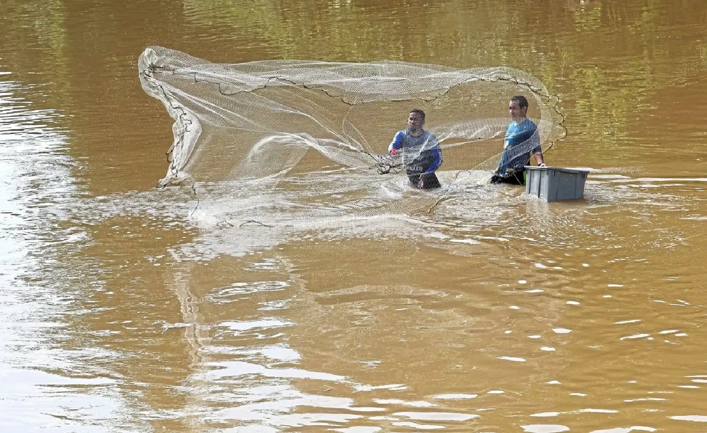 Alien fish species invading Malaysian ecosystem