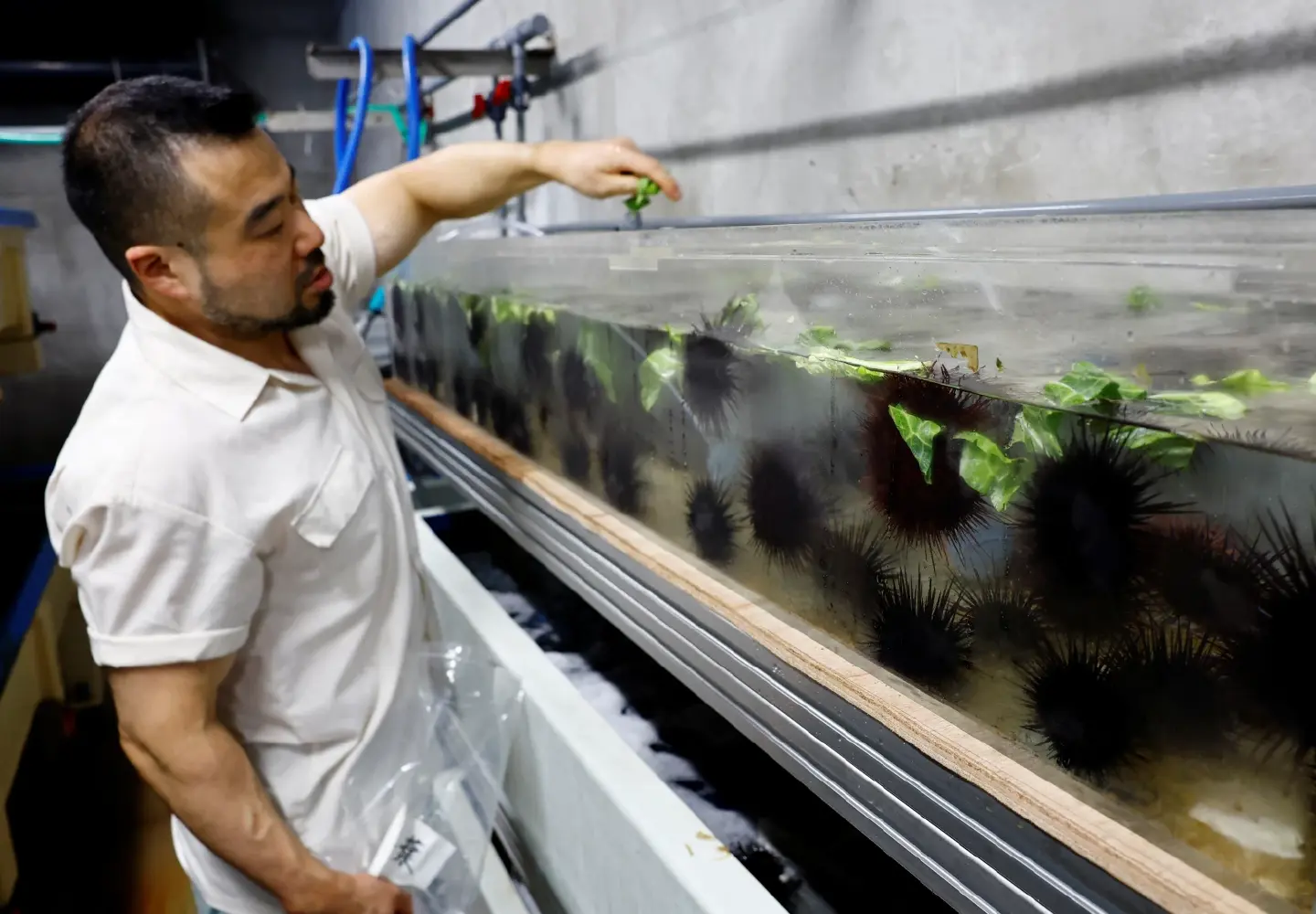 Cabbage diet for Japan's spiky sea urchins to help combat marine damage