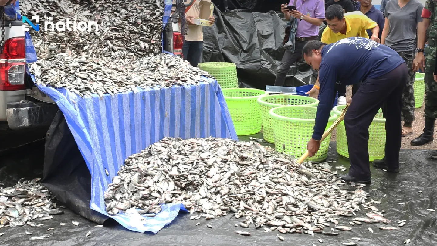 Govt to buy alien blackchin tilapia at 15 baht/kg to make fertiliser