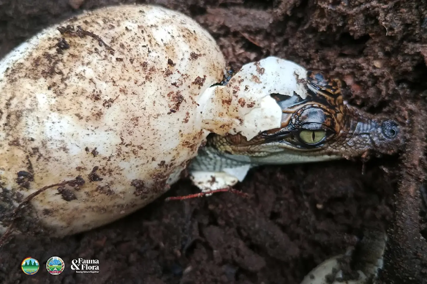 Sixty Siamese crocodiles hatch in a Cambodian national park