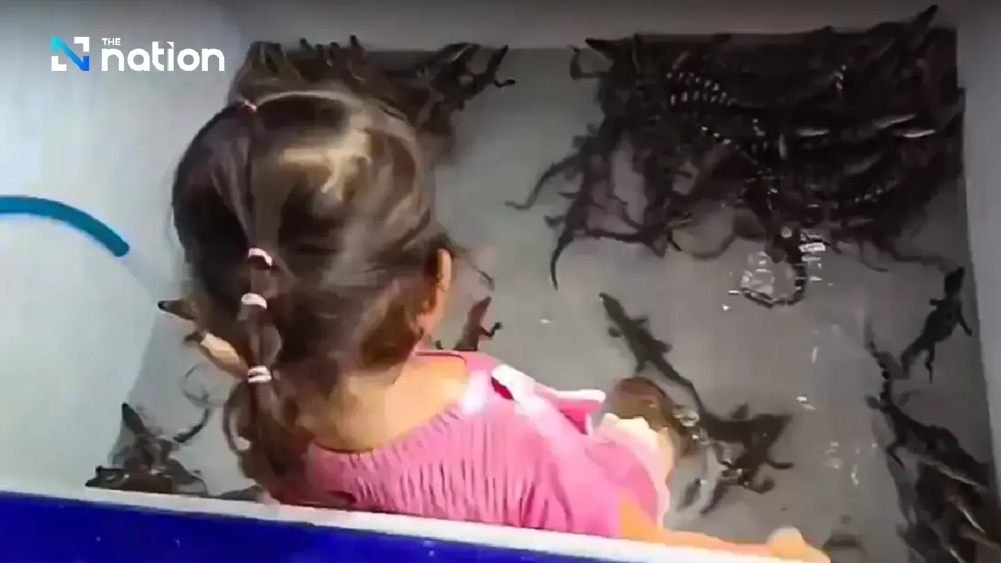 Netizens stunned by video of girl, 4, playing with baby crocodiles Netizens stunned by video of girl, 4, playing with baby crocodiles