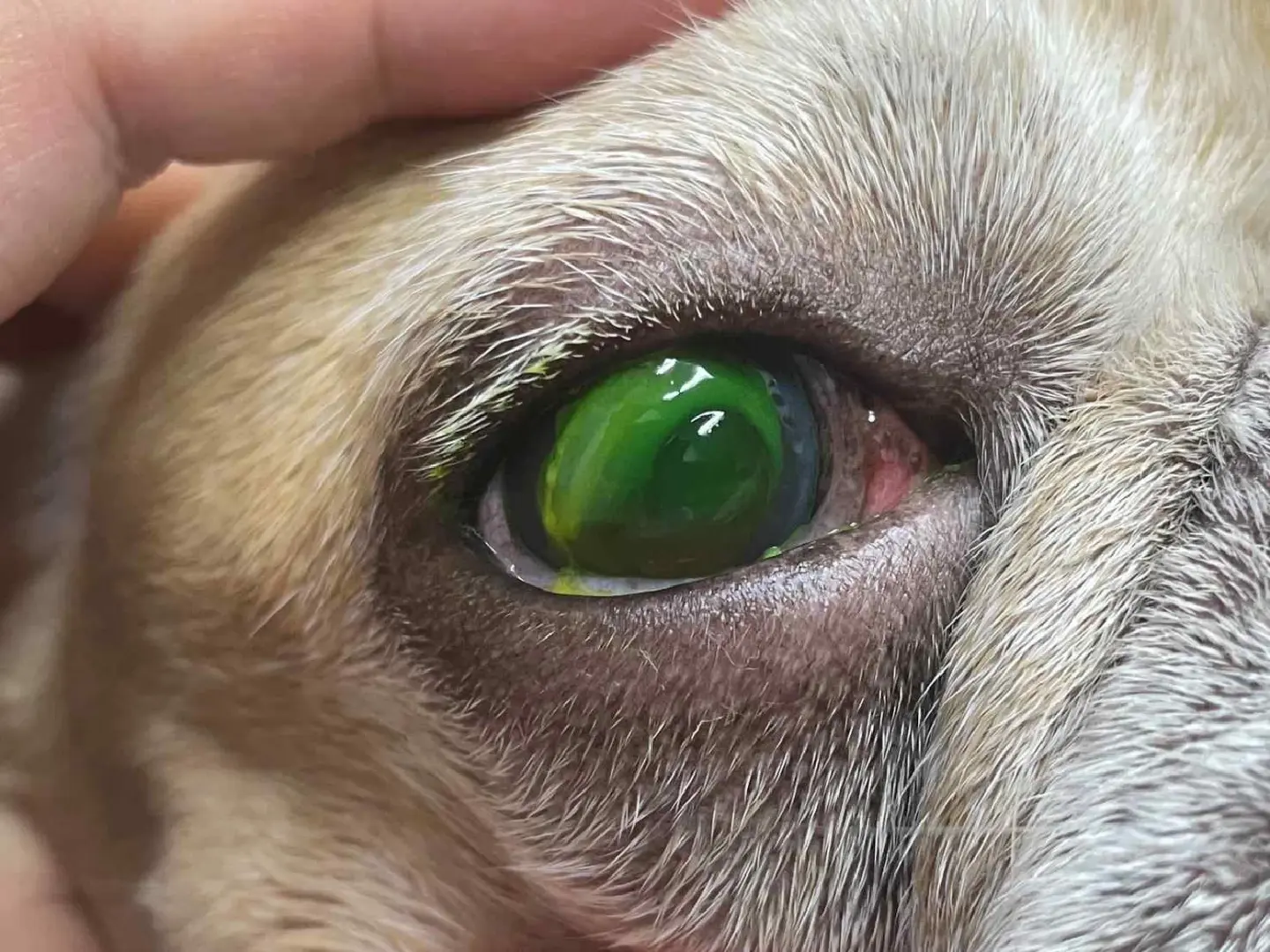3D artificial cornea: Chula researchers advance canine corneal treatment