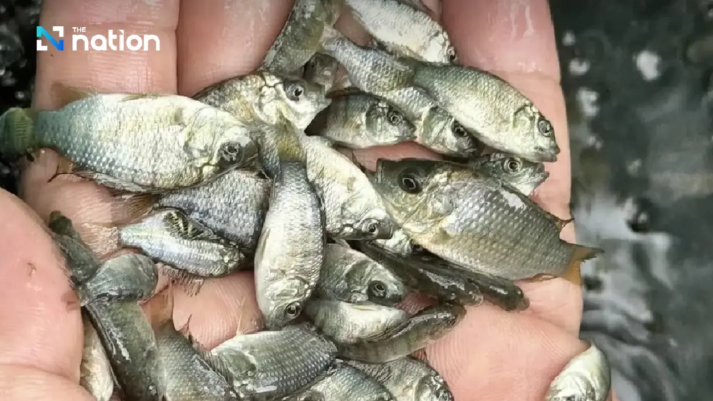 CPF clarifies its blackchin tilapia import, handling to House panel