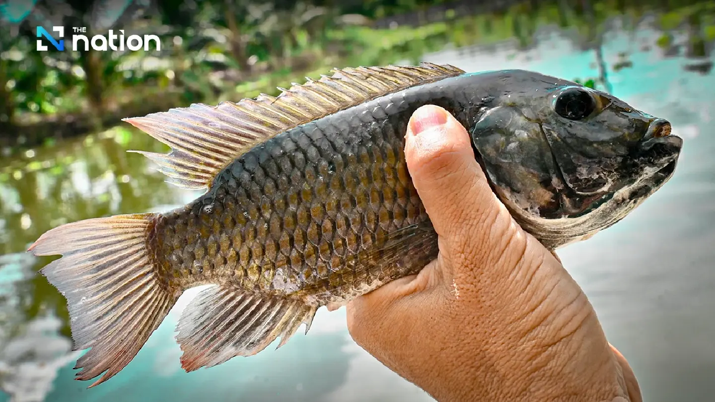 Lawyers Council set to file civil lawsuits over blackchin tilapia