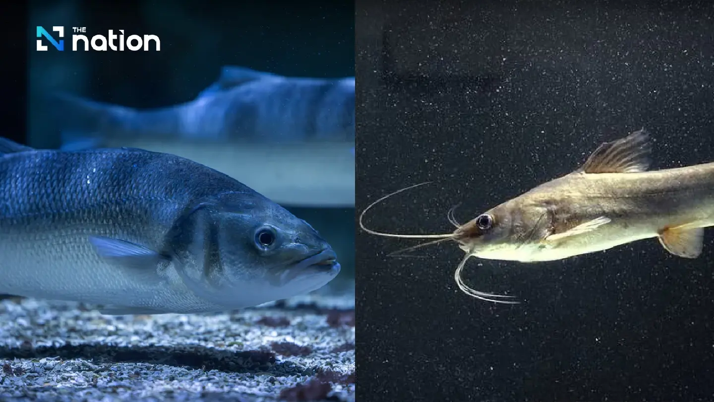 Thai fisheries dept deploys local predators to combat invasive alien Thai fisheries dept deploys local predators to combat invasive alien