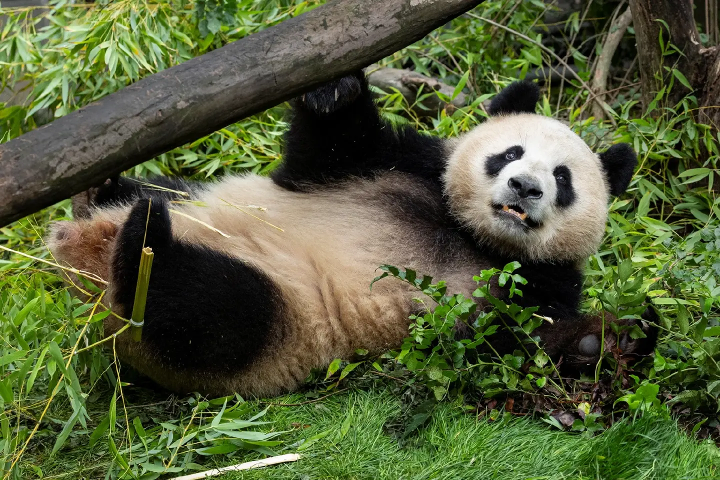 China's first panda college to open doors in Sichuan