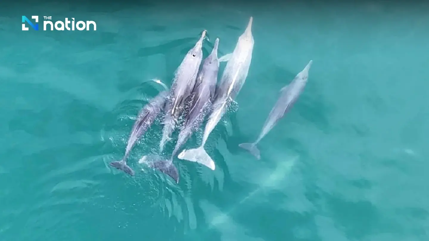 Endangered humpback dolphins spotted in Gulf of Thailand last month Endangered humpback dolphins spotted in Gulf of Thailand last month