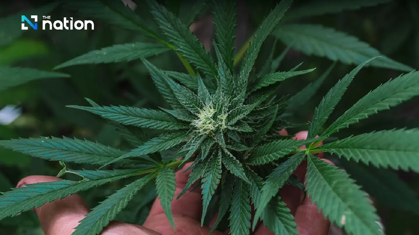 Attempt to reclassify cannabis as Category 5 narcotic moves forward Attempt to reclassify cannabis as Category 5 narcotic moves forward
