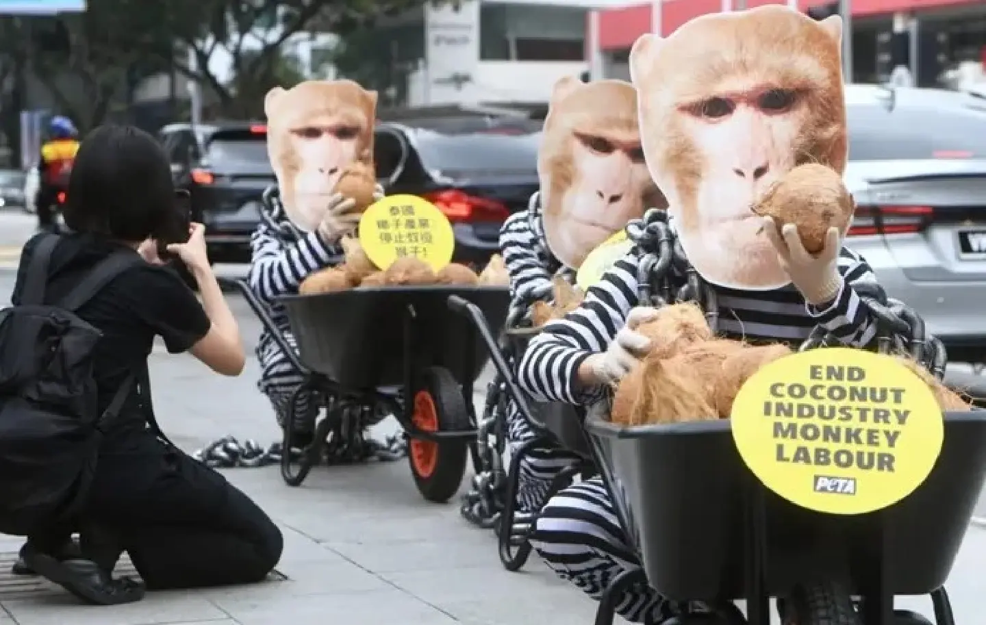 Activists in costumes protest monkey labour in Thailand Activists in costumes protest monkey labour in Thailand
