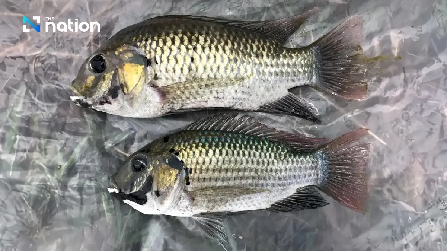 House panel to question CPF as alien fish poses threat to domestic species House panel to question CPF as alien fish poses threat to domestic species