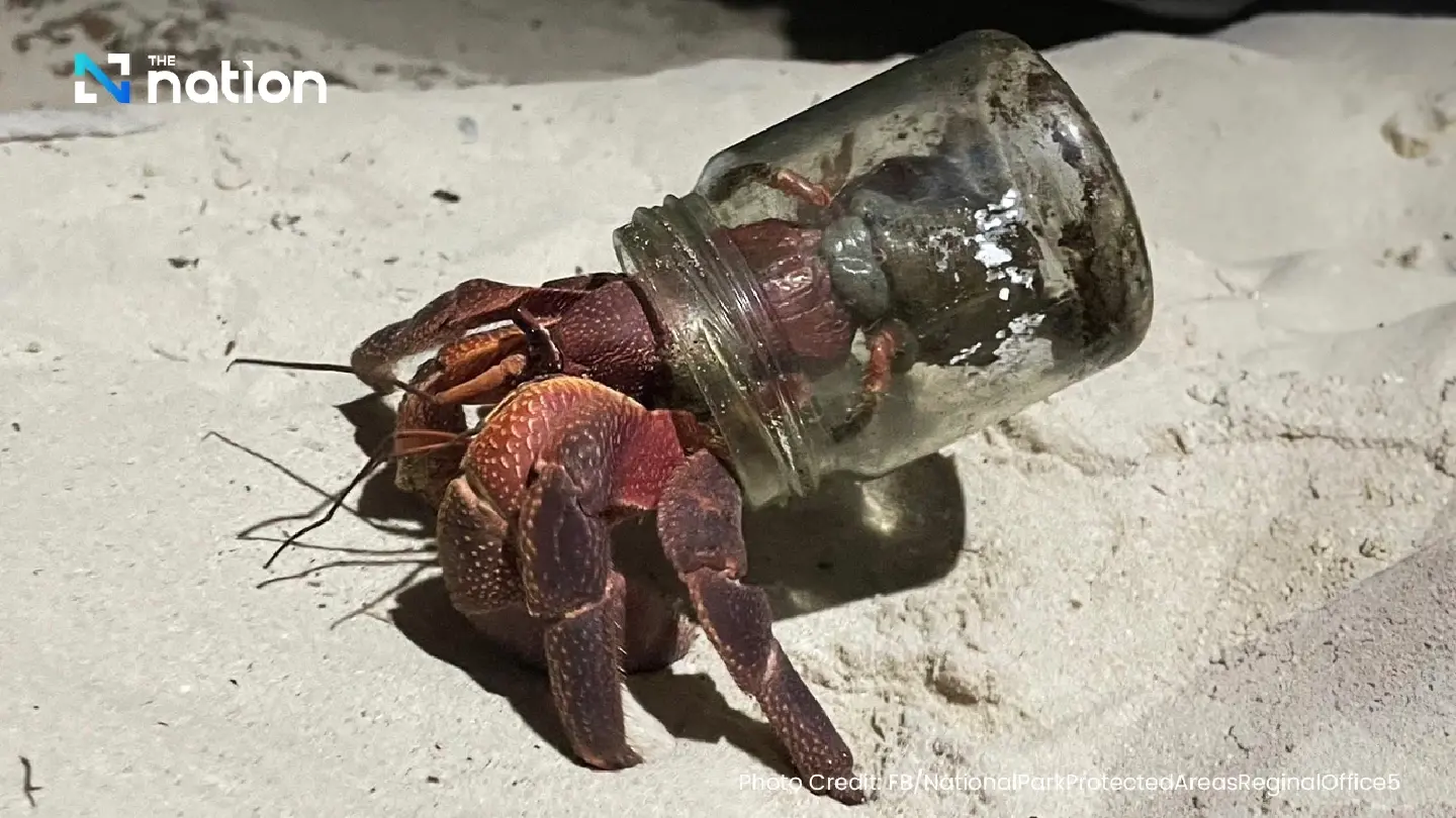 Public urged to donate shells for hermit crabs in Similan Islands