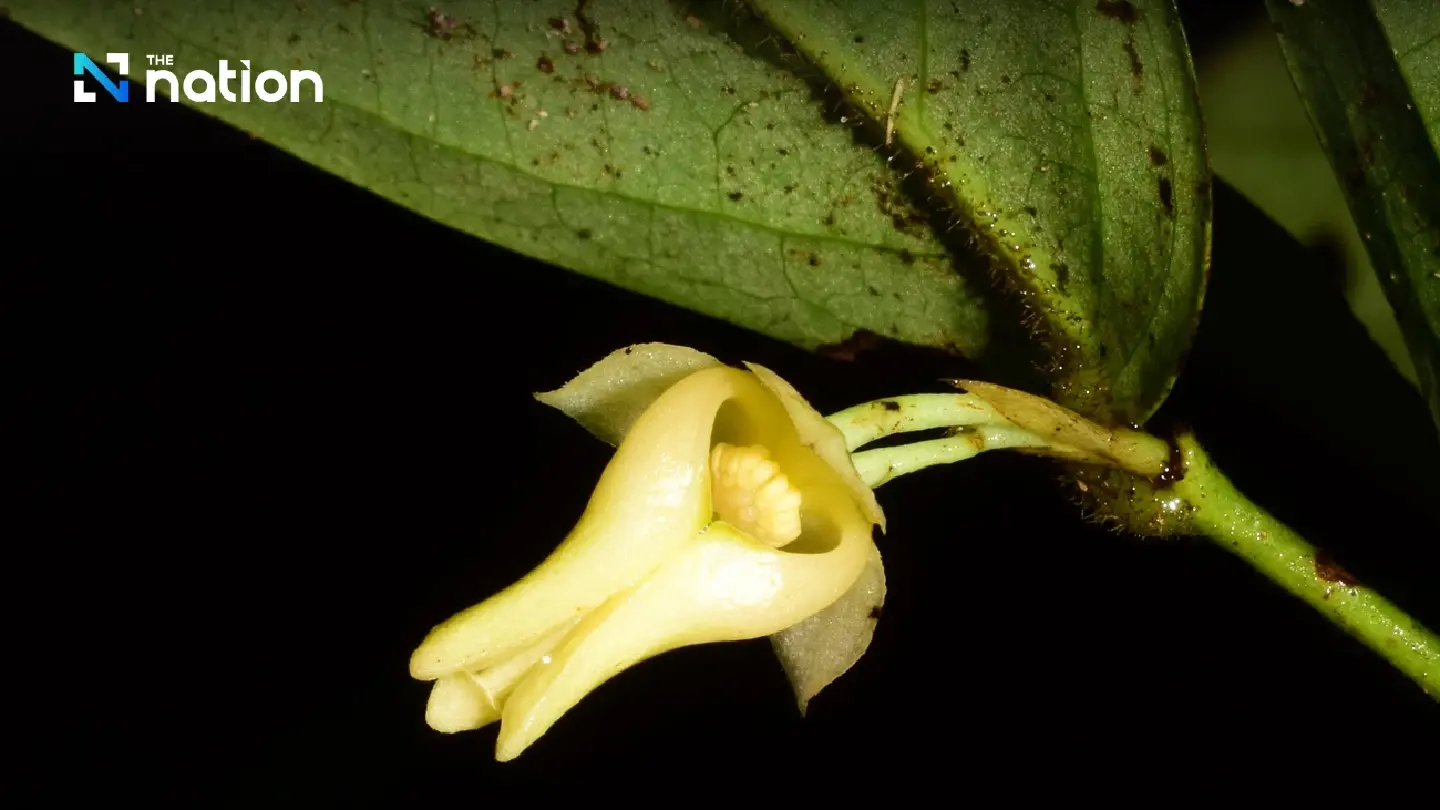 New Ylang Ylang species discovered by Chiang Mai researchers New Ylang Ylang species discovered by Chiang Mai researchers