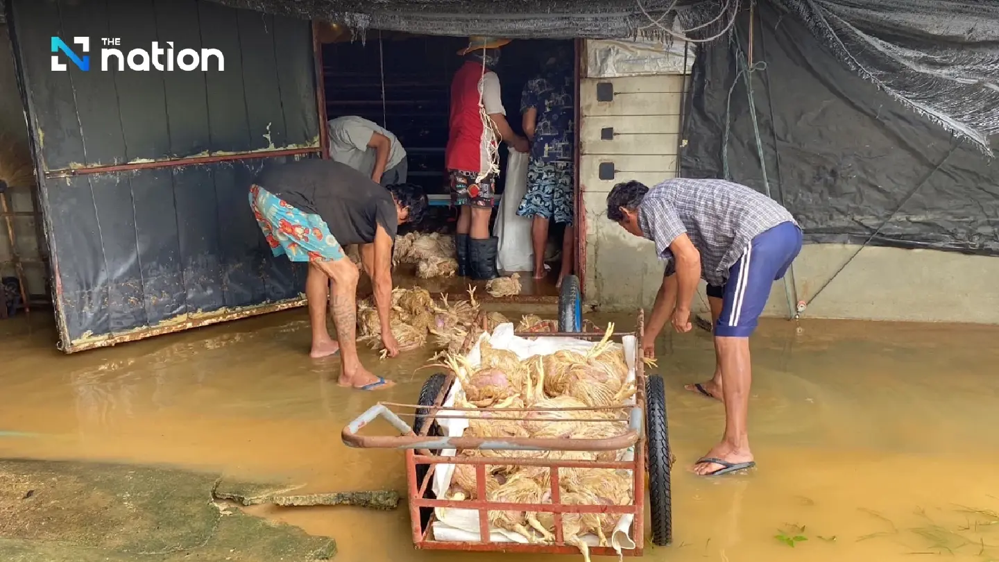 30,000 chickens drown in Trat 30,000 chickens drown in Trat
