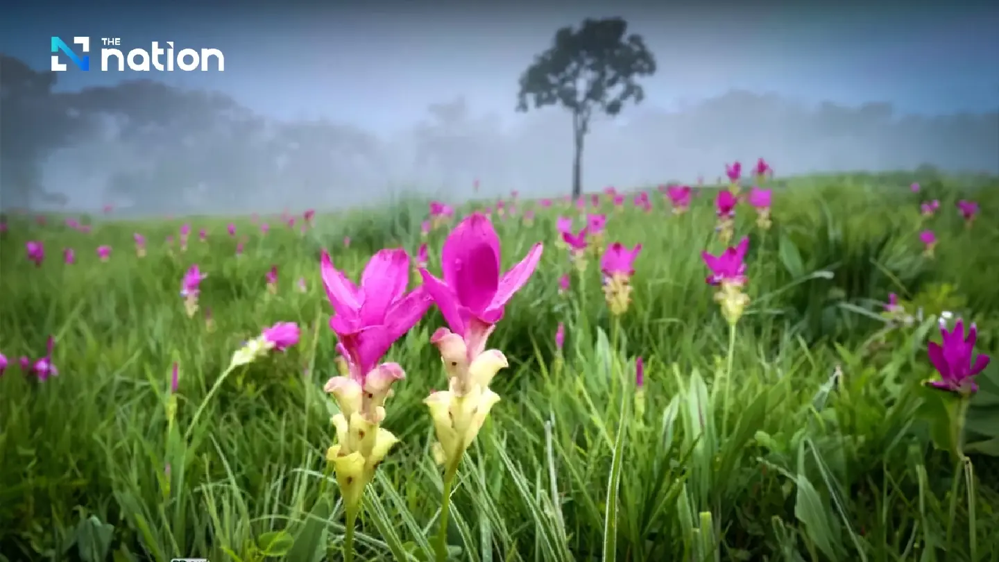 In the pink at Chaiyaphum national park