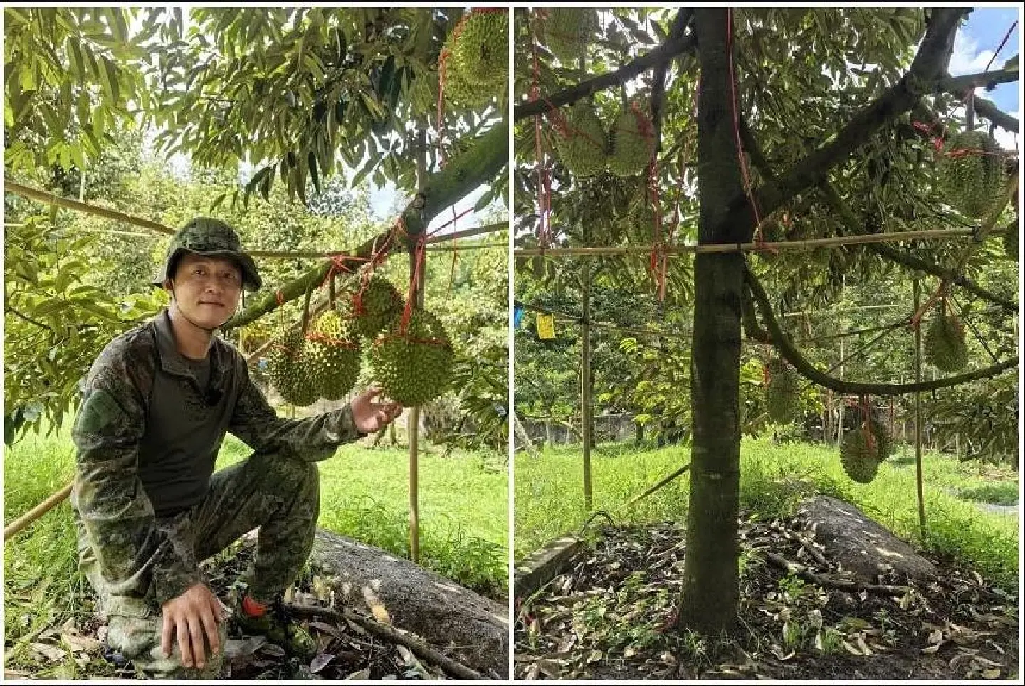 “Can’t compete: China’s home-grown durians scarce, pricey compared to SE Asia”