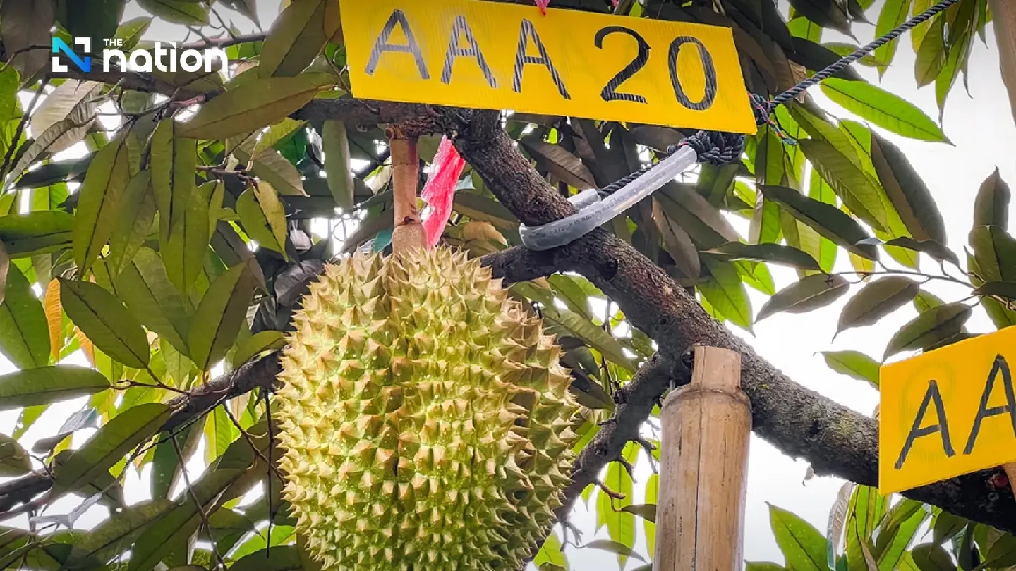20 durians grown on mountain fetch over THB500,000 at charity auction