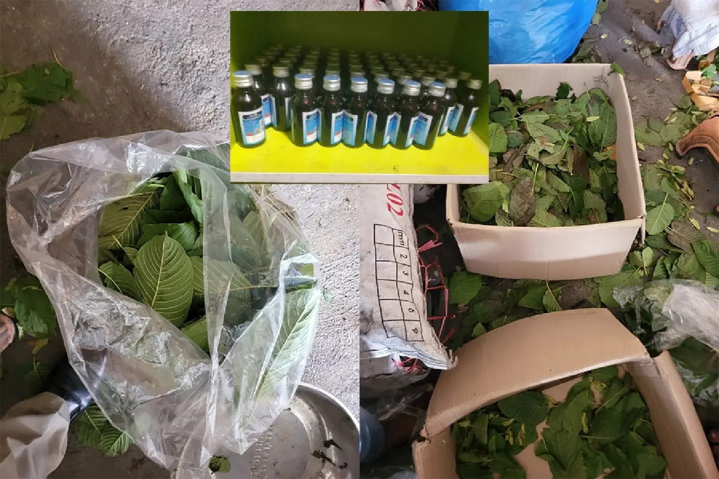 Cambodia requests reports on kratom growth nationwide