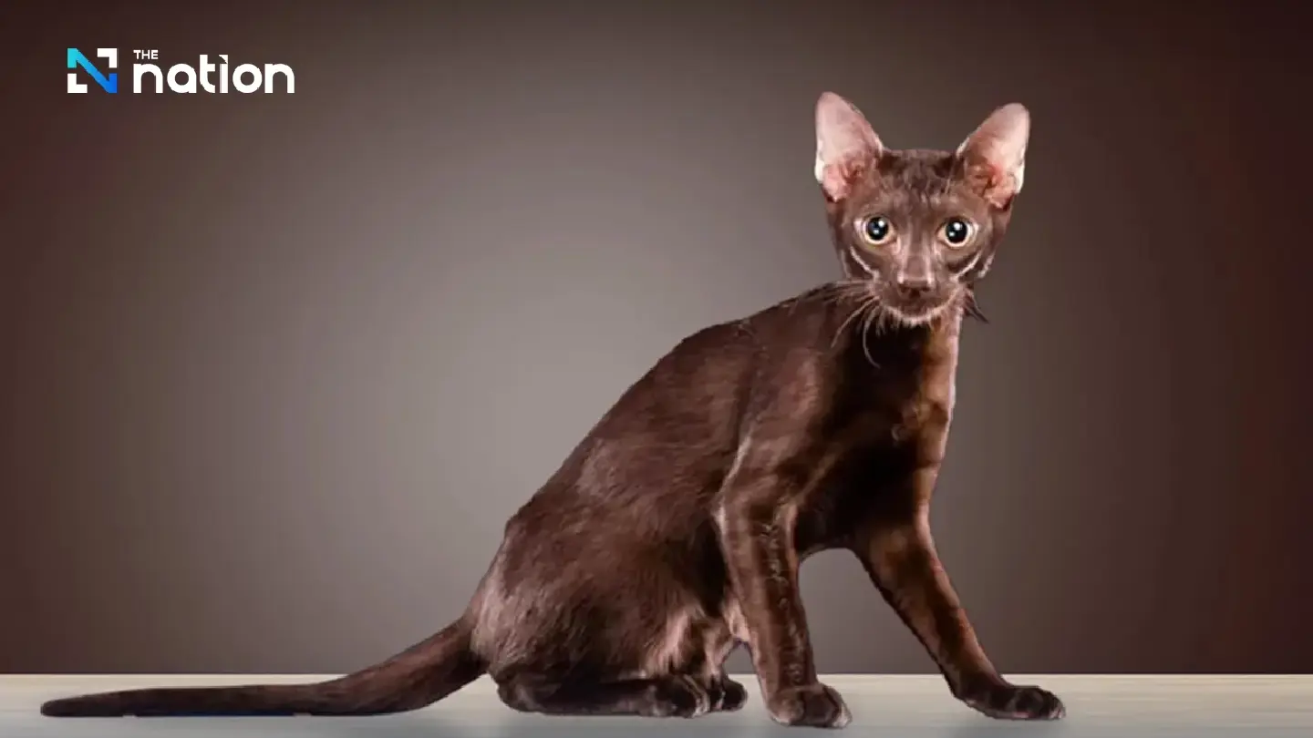 Thailand’s Suphalak cat gets global recognition Thailand’s Suphalak cat gets global recognition